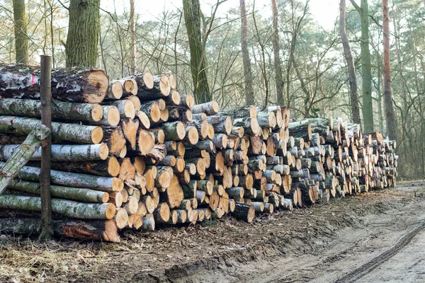 Houten stammen achtergrond — Stockfoto