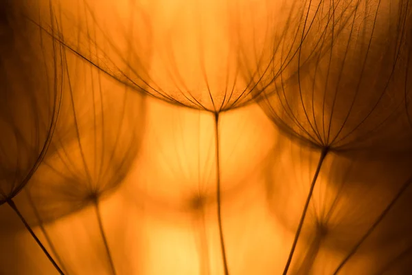 Effet vintage - Fond abstrait de fleurs de pissenlit en cuivre, gros plan extrême avec mise au point douce — Photo