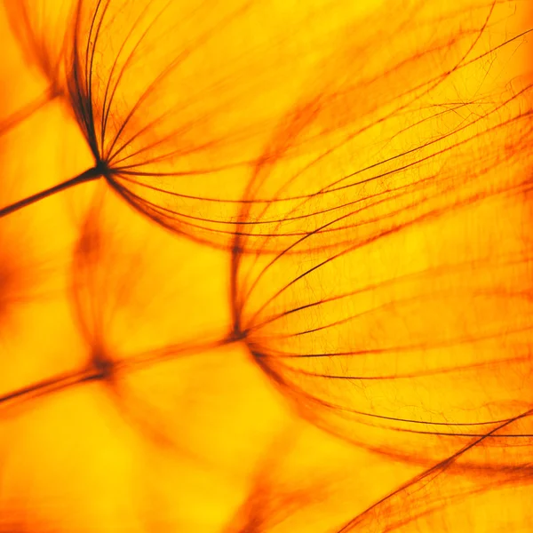 Vintage oranje abstracte paardebloem bloem achtergrond — Stockfoto