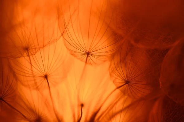 老式的橙色的抽象的蒲公英的花背景 — 图库照片