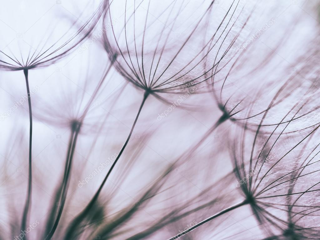 Dandelion nature vintage HD wallpaper  Peakpx