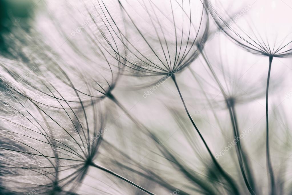 Vintage abstract dandelion flower background,