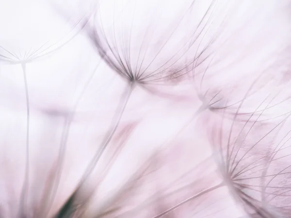 파스텔 배경-빈티지 초록 민들레 꽃 — 스톡 사진