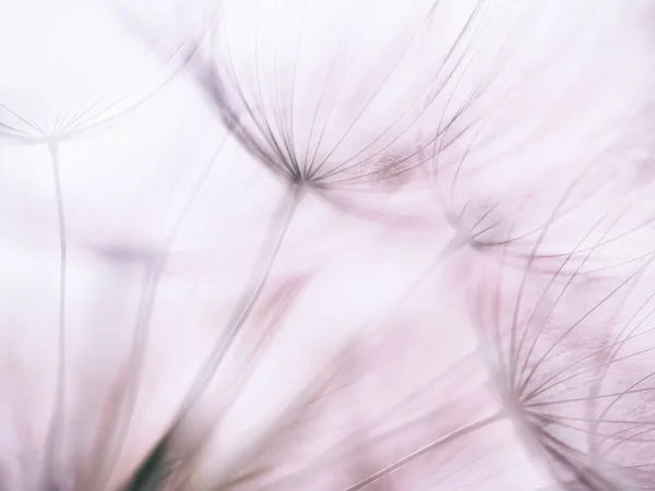 Fondo pastel - Vintage púrpura flor abstracta diente de león — Foto de Stock