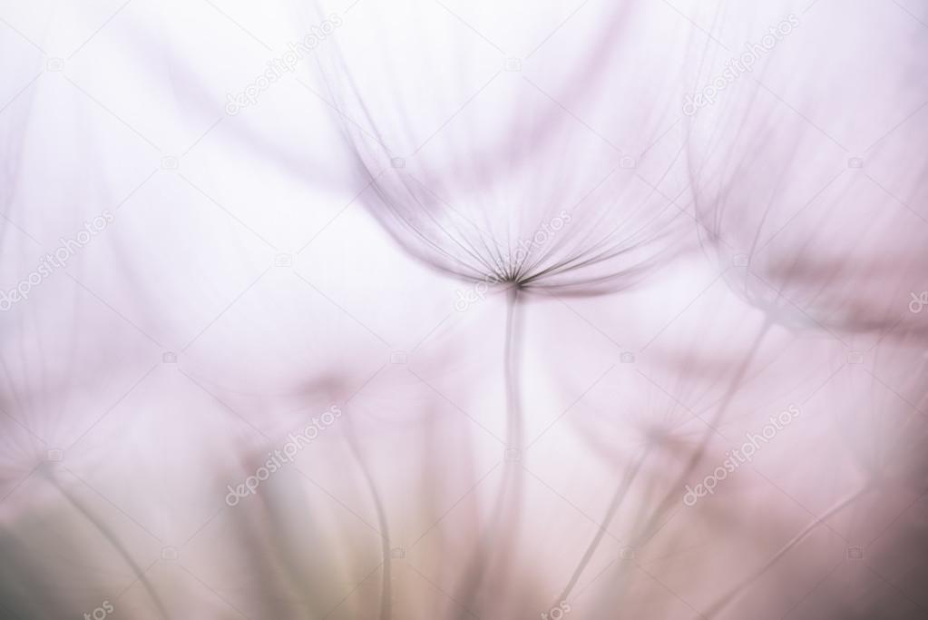 Pastel Background - Vintage Purple abstract dandelion flower