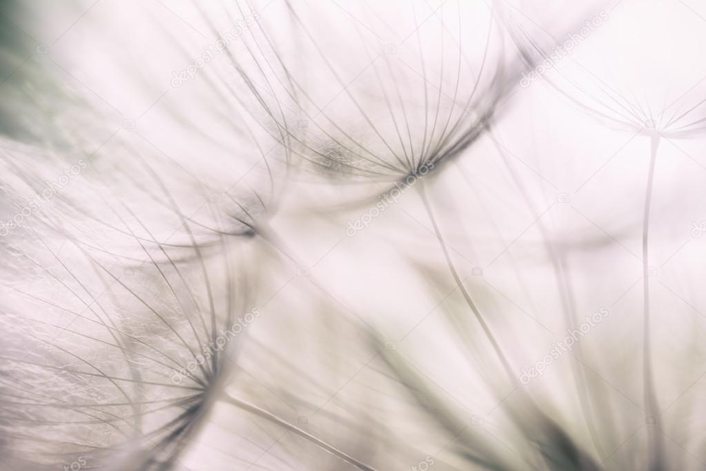 Pastel Background - Vintage abstract dandelion flower