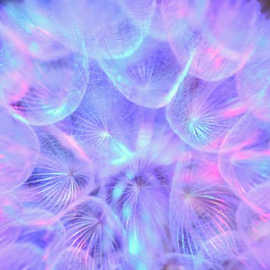 Renkli Pastel arka plan - canlı soyut Karahindiba çiçeği