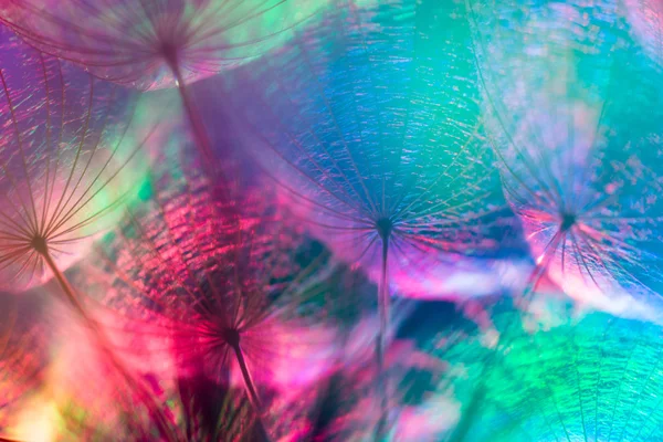 Colorful Pastel Background - vivid abstract dandelion flower — Stock Photo, Image