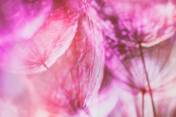 Kleurrijke Pastel roze achtergrond - levendige abstracte paardebloem flowe — Stockfoto