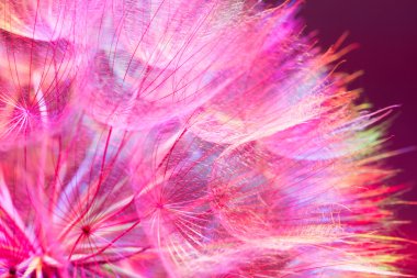 Renkli Pastel pembe - canlı soyut karahindiba flowe
