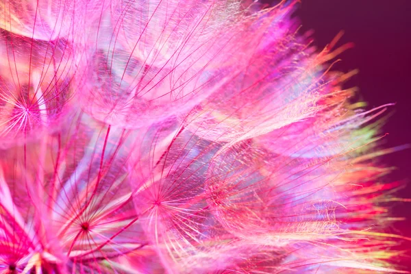 Fundo de pastel rosa colorido - flowe dandelion abstrato vívido — Fotografia de Stock