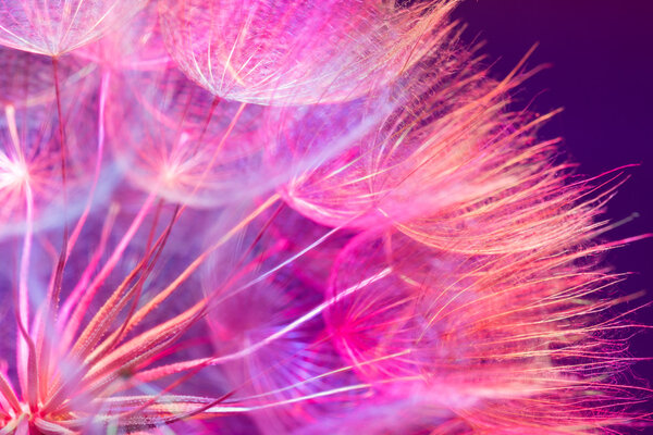 Colorful Pink Pastel Background - vivid abstract dandelion flowe