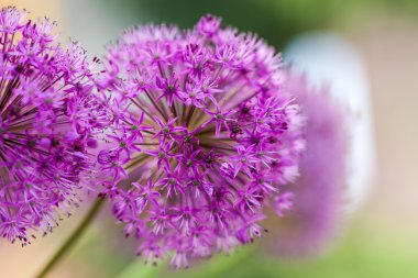 Alium çiçeklerinin makro fotoğrafı