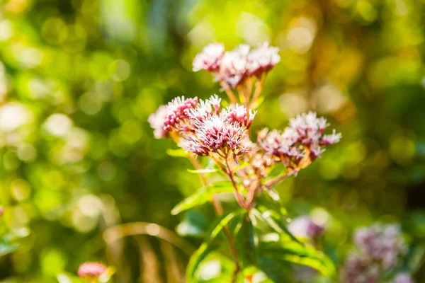 Closeup of Pink flowers of Spiraea Japonica — Stock Photo, Image