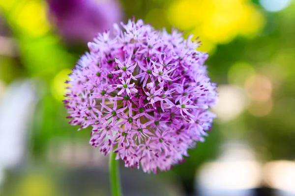 Macro photo of alium flowers — Stock Photo, Image