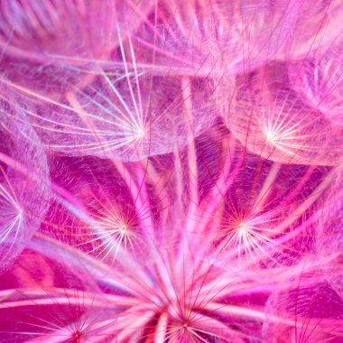 Renkli Pastel pembe - canlı soyut karahindiba flowe