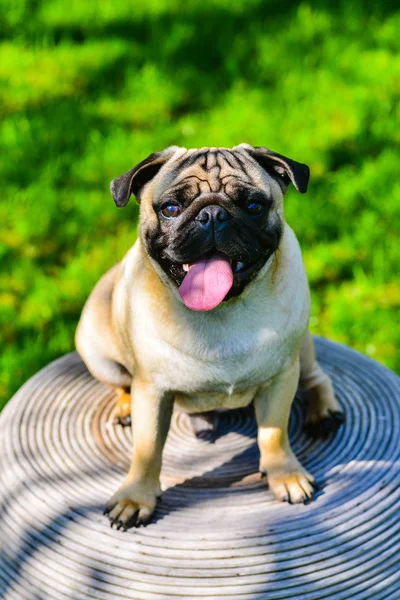 Pug masculino bonito no fundo verde no parque de verão — Fotografia de Stock