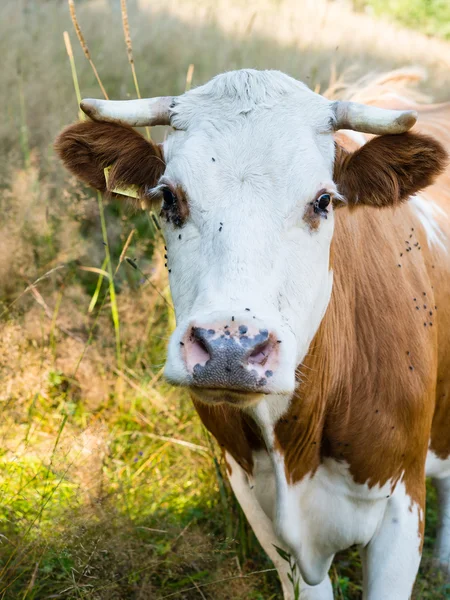 Vaca em um pasto de verão atacado por moscas — Fotografia de Stock