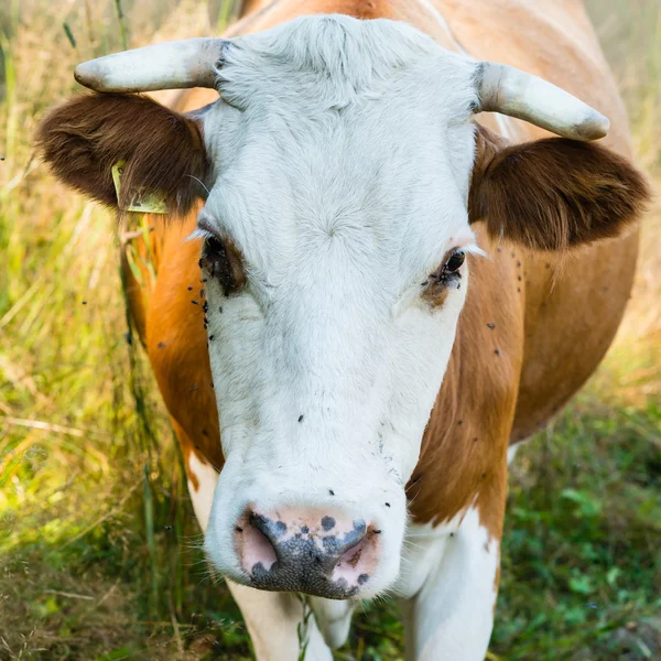 Mucca su un pascolo estivo attaccato da mosche — Foto Stock