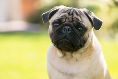 Yaz parkta yeşil arka plan üzerinde sevimli erkek Pug