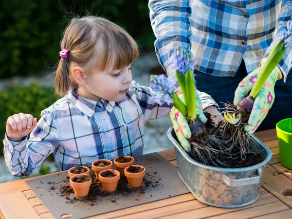 女の子は彼女の母親と一緒に花球根を植えること — ストック写真