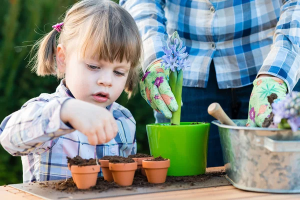 Niña plantando bulbos de flores con su madre — Foto de Stock