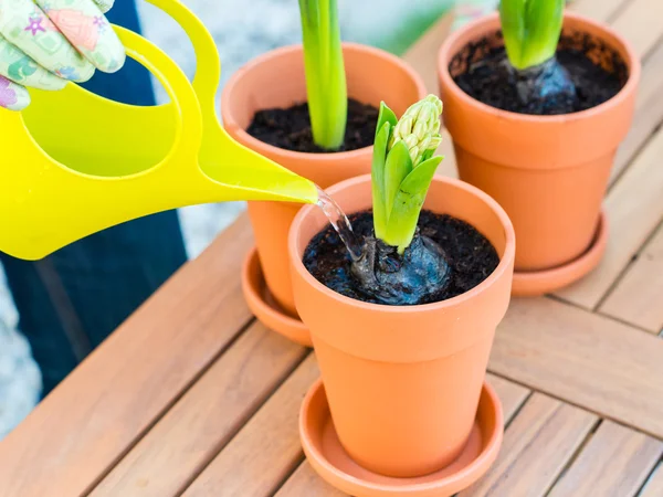 Frau gießt Blumen — Stockfoto