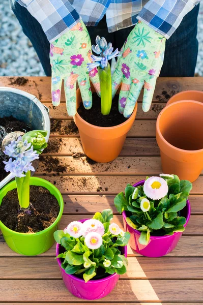 Woman planting flower bulbs — Stock Image Woman planting flower bulbs Royalty Free Stock Photos