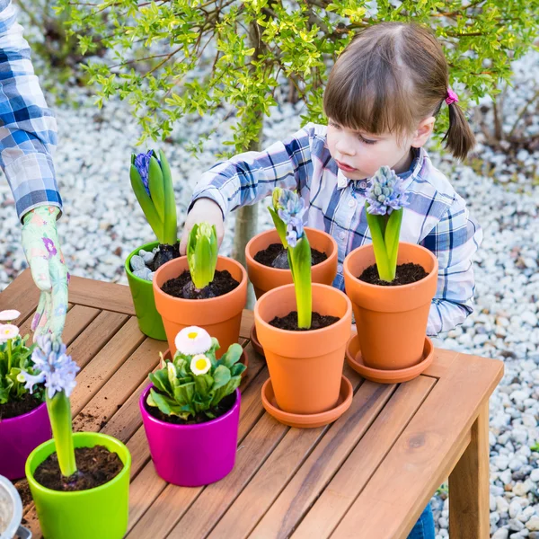 Girl planting flower bulbs — Stock Image Girl planting flower bulbs Royalty Free Stock Images