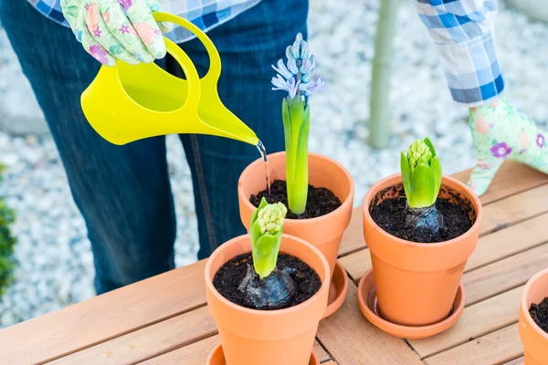 Woman watering flowers — Stock Image Woman watering flowers Royalty Free Stock Photos