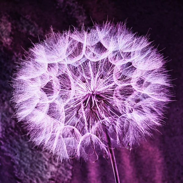 Vintage Pastell Hintergrund - lebendige abstrakte Löwenzahnblume — Stockfoto