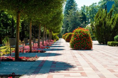 Ağaçları, çiçekleri, bankları olan güneşli bahçe sokağı ve düzgünce düzenlenmiş peyzaj, yazın dinlenmek ve seyahat etmek için sakin şehir parkı yolu, Swieradow-Zdroj, Polonya