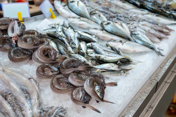 Küçük sardalyalar ve balık gibi boyanmış yılan balıkları da dahil olmak üzere deniz ürünleri tezgahında ezilmiş buz üzerinde taze balık ve mürekkep balığı. Mutfak ve perakende kavramları için bol miktarda soğutulmuş gösteriş.