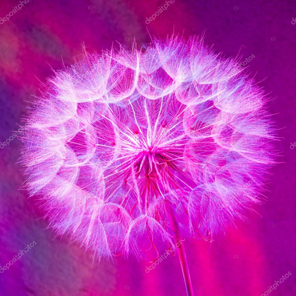 カラフルなパステル カラーの背景 鮮やかな抽象的なタンポポの花 ストック写真 C Bubutu