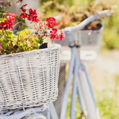 Retro bisiklet bir sepet içinde sardunyalar