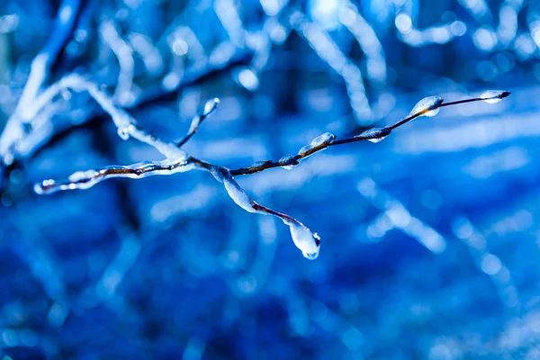 Sfondo ramoscello congelato — Foto Stock