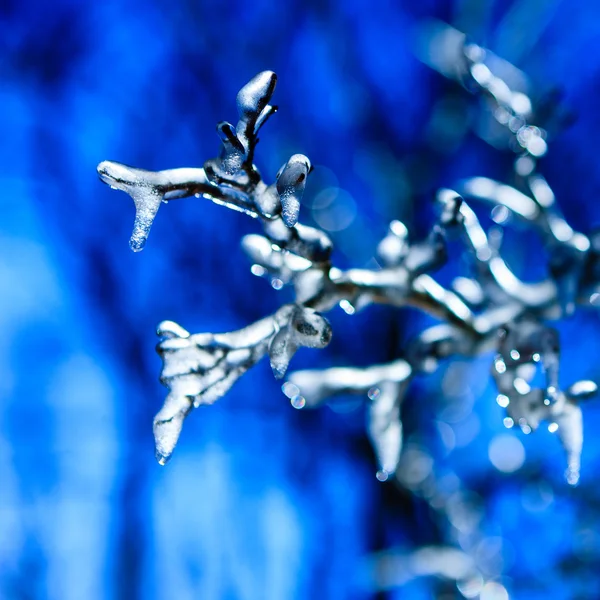 Frozen twig background — Stock Photo, Image