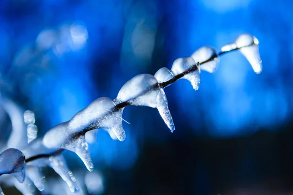 Winter background - frozen icy twig mysterious background — Stock Photo, Image