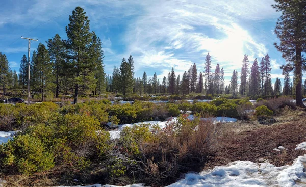 Pinos Arbustos Cubiertos Nieve Con Cielo Azul Nublado Shasta — Foto de Stock