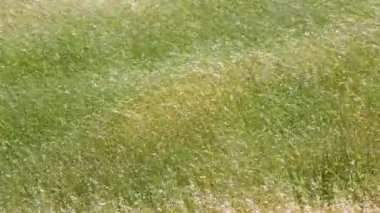 Tüy Çimi ya da İğne Çimi, Nassella Tenissima güçlü rüzgarla hareket ediyor