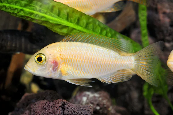 Peces tropicales —  Fotos de Stock