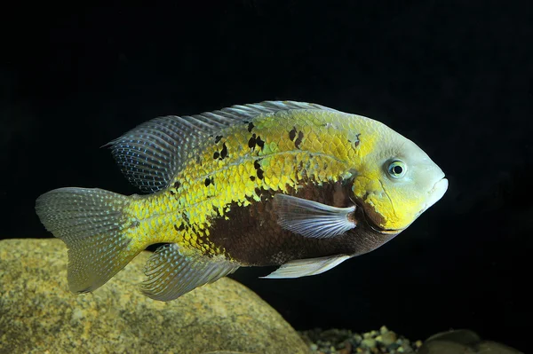 Peces tropicales —  Fotos de Stock