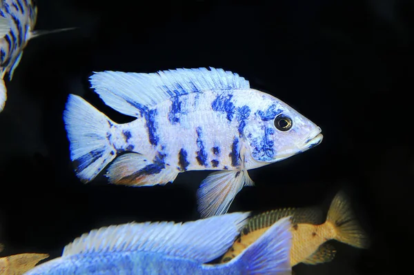 Peces tropicales —  Fotos de Stock