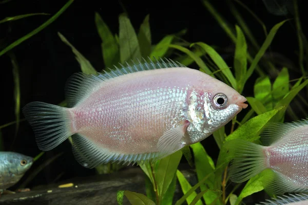 Peces tropicales —  Fotos de Stock