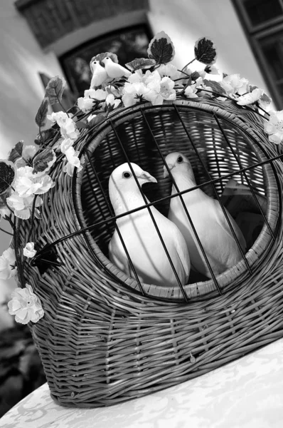 Düğün güvercinler