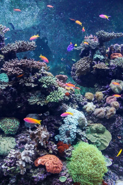 Прекрасный подводный мир с кораллами и тропическими рыбами — стоковое фото
