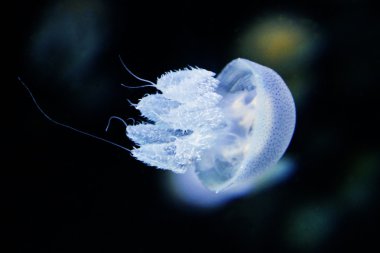 Derin denizde yüzen denizanası (Rhizostoma pulmo)