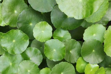 Hydrocotyle Umbellata