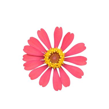 Beyaz arka plan üzerinde izole pembe zinnia elegans
