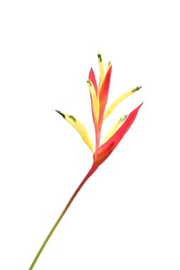 Beyaz arka plan üzerinde izole heliconia çiçek